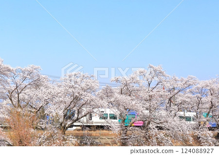 山梨縣的真六櫻~舊勝沼站月台~ 山梨縣的真六櫻~舊勝沼站月台~ 124088927