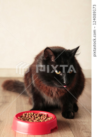 Beautiful dark cat eating pet food on light background. Cute domestic animal. Beautiful dark cat eating pet food on light background. Cute domestic animal. 124089173