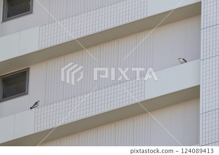 居住在城市公寓大樓內的遊隼（一對） 124089413