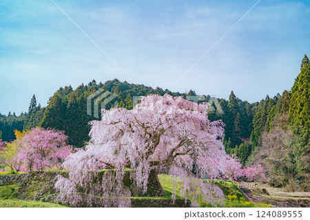 Weeping cherry blossoms blooming in the mountain valley Weeping cherry blossoms blooming in the mountain valley 124089555