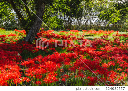 A cluster amaryllis that blooms on the bank 124089557
