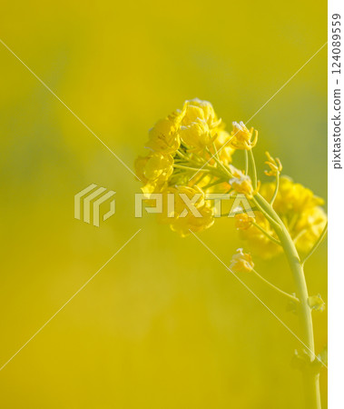 油菜花的微距攝影 油菜花的微距攝影 124089559