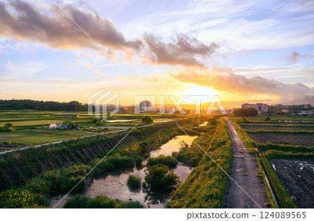 Sunset over rice field Sunset over rice field 124089565