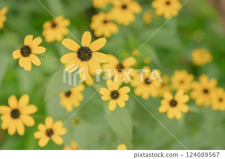 黃花 124089567