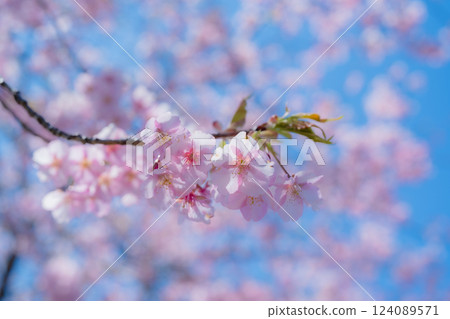 Kawazu cherry blossoms in the blue sky Kawazu cherry blossoms in the blue sky 124089571