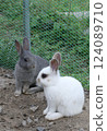 Rabbit Rabbit 124089710