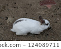 Rabbit Rabbit 124089711