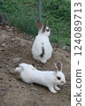 Rabbit Rabbit 124089713