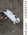 Rabbit Rabbit 124089714