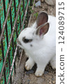 Rabbit Rabbit 124089715