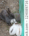 Rabbit Rabbit 124089716