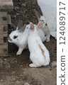Rabbit Rabbit 124089717