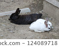 Rabbit Rabbit 124089718