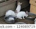 Rabbit Rabbit 124089719