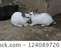 Rabbit Rabbit 124089720