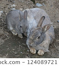 Rabbit Rabbit 124089721