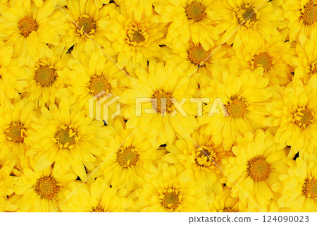 Beautiful dandelion background, yellow flowers is blooming in the garden. Beautiful dandelion background, yellow flowers is blooming in the garden. 124090023