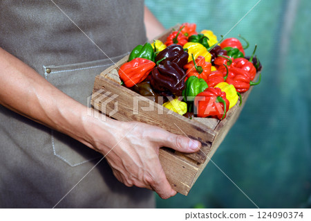 Farmer hold ripened multi-colored habanero peppers 124090374