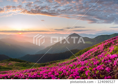 Vibrant rhododendron flowers in full bloom on a mountain meadow Vibrant rhododendron flowers in full bloom on a mountain meadow 124090527