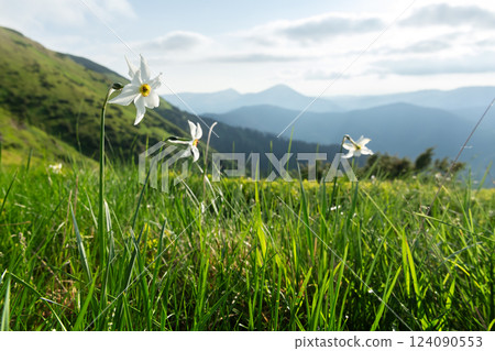 Wild white narcissus flowers in spring mountains Wild white narcissus flowers in spring mountains 124090553