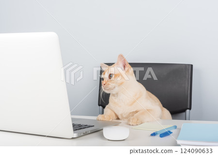 Burmese cat sitting at laptop indoors. 124090633