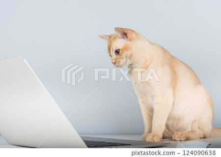 Cat works on computer at home or in office. Cat works on computer at home or in office. 124090638