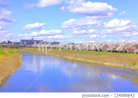 Cherry blossoms along the Tama River embankment (Fussa City) 124090642