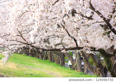 多摩川堤岸的櫻花（福生市） 124090730