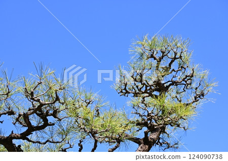 Pinus thunbergii (Japanese black pine) gymnosperm and sunny weather Pinus thunbergii (Japanese black pine) gymnosperm and sunny weather 124090738