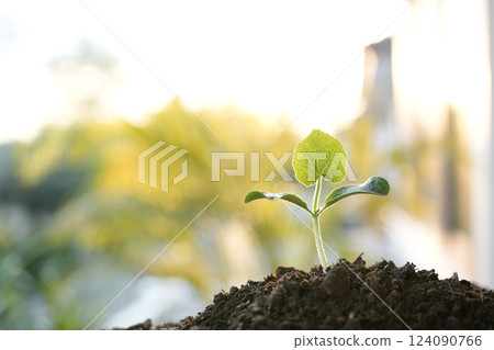 growing Pumpkin sprout under sunlight growing Pumpkin sprout under sunlight 124090766