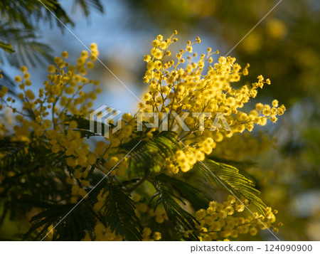 Beautiful bright yellow hairy mimosa flowers close-up. Blooming mimosa tree in early spring waves on wind. Sunny spring day. Acacia dealbata. Fluffy flowers in spring garden with sunny bokeh light 124090900