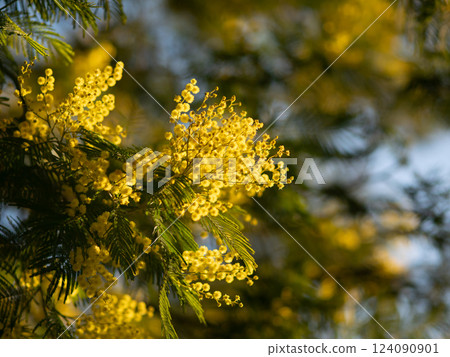 Beautiful bright yellow hairy mimosa flowers close-up. Blooming mimosa tree in early spring waves on wind. Sunny spring day. Acacia dealbata. Fluffy flowers in spring garden with sunny bokeh light Beautiful bright yellow hairy mimosa flowers close-up. Blooming mimosa tree in early spring waves on wind. Sunny spring day. Acacia dealbata. Fluffy flowers in spring garden with sunny bokeh light 124090901