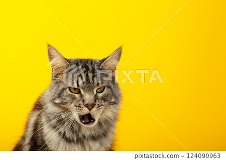 The gray cat looks up, mewing and having widely opened a mouth. Horizontal shot, yellow background, close up 124090963
