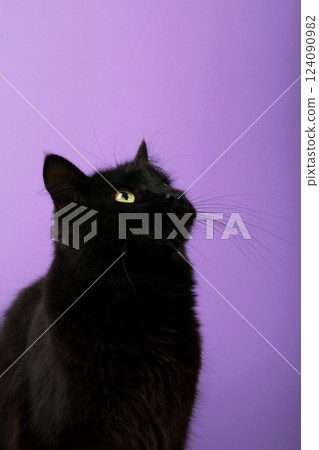 Black cat on violet background with bright yellow eyes. Top view. Vertical photo Black cat on violet background with bright yellow eyes. Top view. Vertical photo 124090982