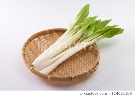 野生植物,Urui,圖像 野生植物,Urui,圖像 124091109