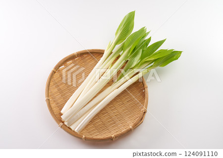 野生植物,Urui,圖像 野生植物,Urui,圖像 124091110