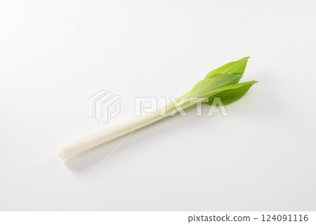 Wild plants, Urui, image Wild plants, Urui, image 124091116