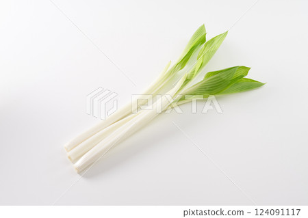 野生植物,Urui,圖像 野生植物,Urui,圖像 124091117