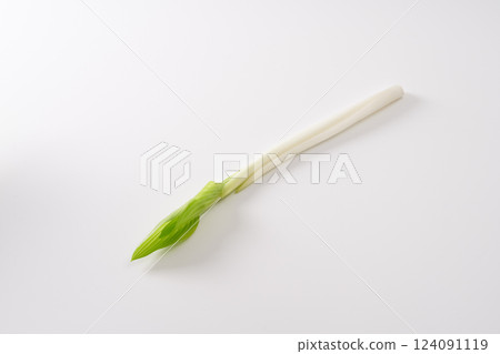 Wild plants, Urui, image Wild plants, Urui, image 124091119
