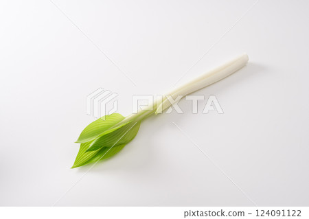 野生植物,Urui,圖像 野生植物,Urui,圖像 124091122