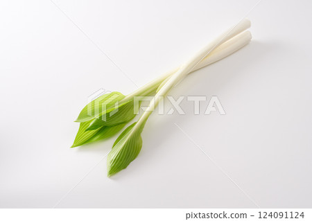 野生植物,Urui,圖像 野生植物,Urui,圖像 124091124