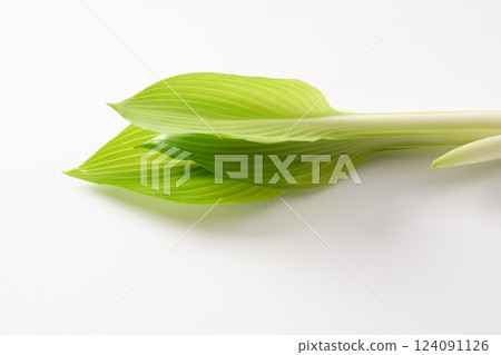 野生植物,Urui,圖像 野生植物,Urui,圖像 124091126