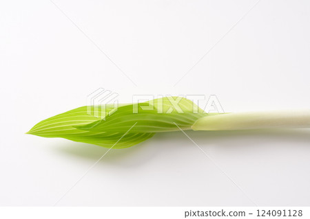 野生植物,Urui,圖像 野生植物,Urui,圖像 124091128