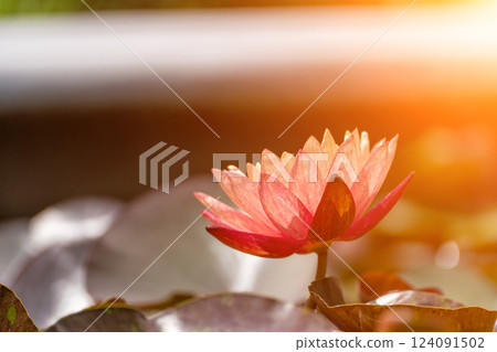 Pink lotus water lily flower in pond, waterlily with green leaves blooming 124091502