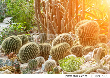 thorn cactus texture background. Golden barrel cactus, golden ball or mother-in-law's cushion Echinocactus grusonii is a species of barrel cactus which is endemic to east-central Mexico 124091515