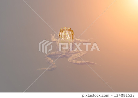 Frog water amphibian: Frog swims in murky water during daytime, reason unknown, natural environment. Frog water amphibian: Frog swims in murky water during daytime, reason unknown, natural environment. 124091522