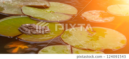 frog leaf water lily. A small green frog is sitting at the edge of water lily leaves in a pond 124091543