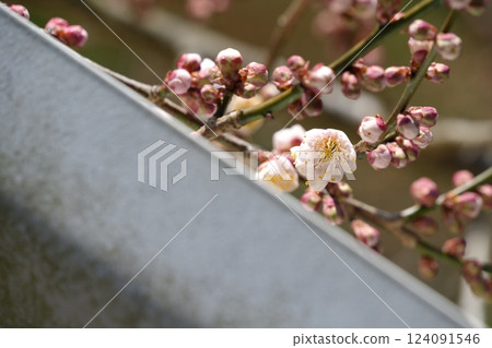 A plum tree blooming on the edge of a guardrail A plum tree blooming on the edge of a guardrail 124091546