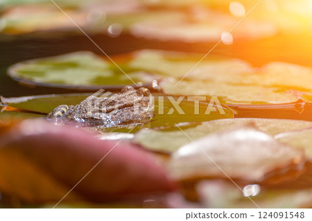 frog leaf water lily. A small green frog is sitting at the edge of water lily leaves in a pond frog leaf water lily. A small green frog is sitting at the edge of water lily leaves in a pond 124091548