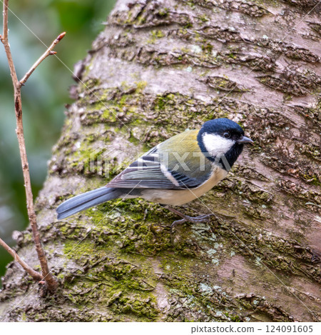 常見野生鳥類：花園和公園裡的大山雀 124091605